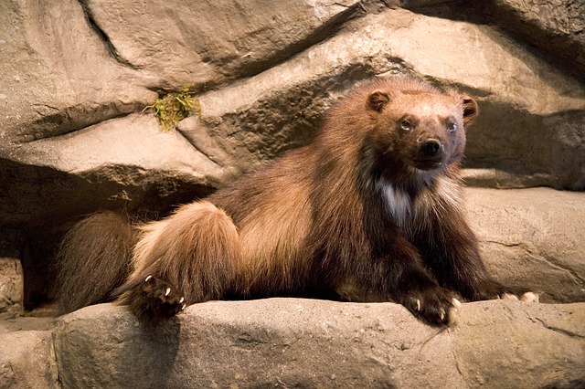 grizzly medvěd